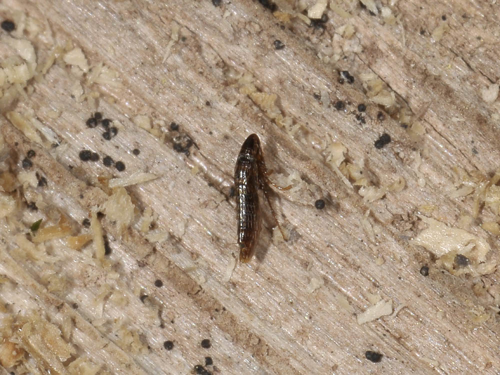 Siphonaptera?  S, Ceratophyllidae: cfr. Ceratophyllus sciurorum